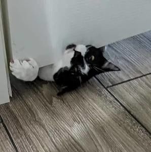 Meet your Posher, Bootie